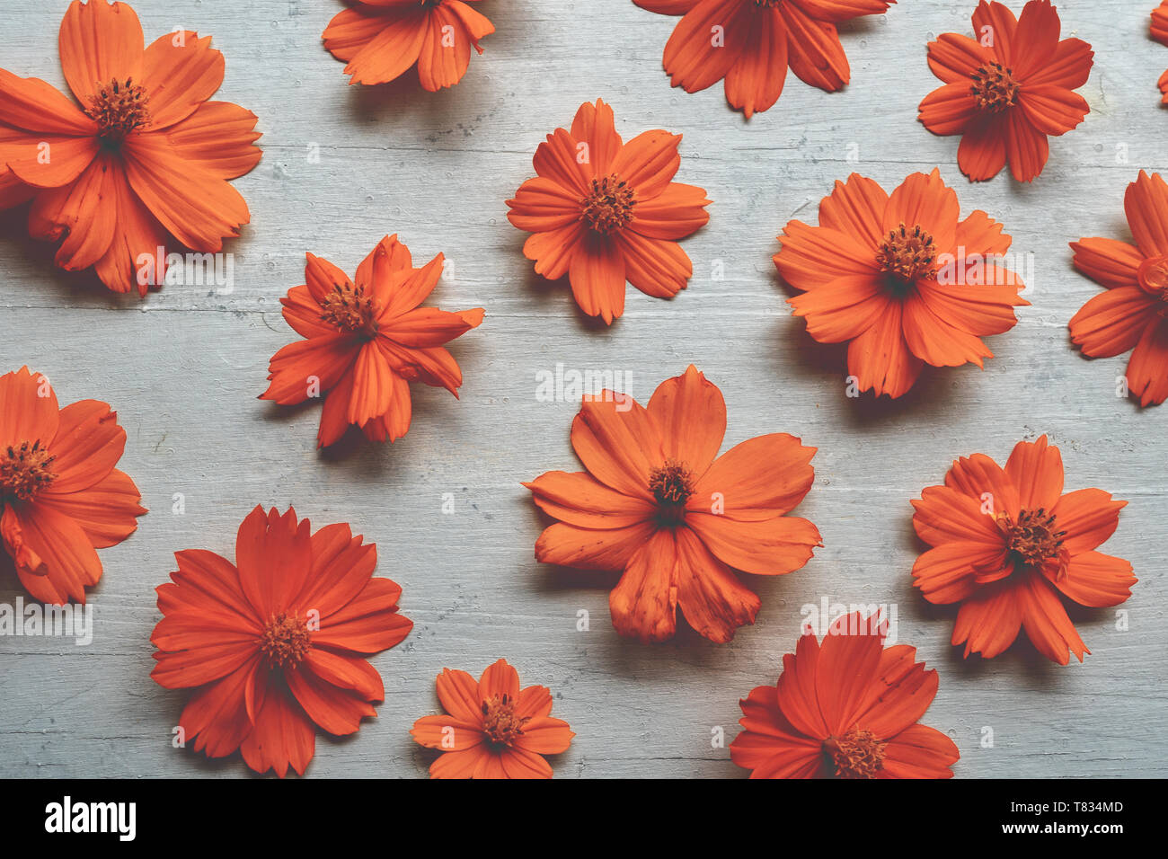 Fond d'écran de fleurs cosmos Orange Photo Stock - Alamy