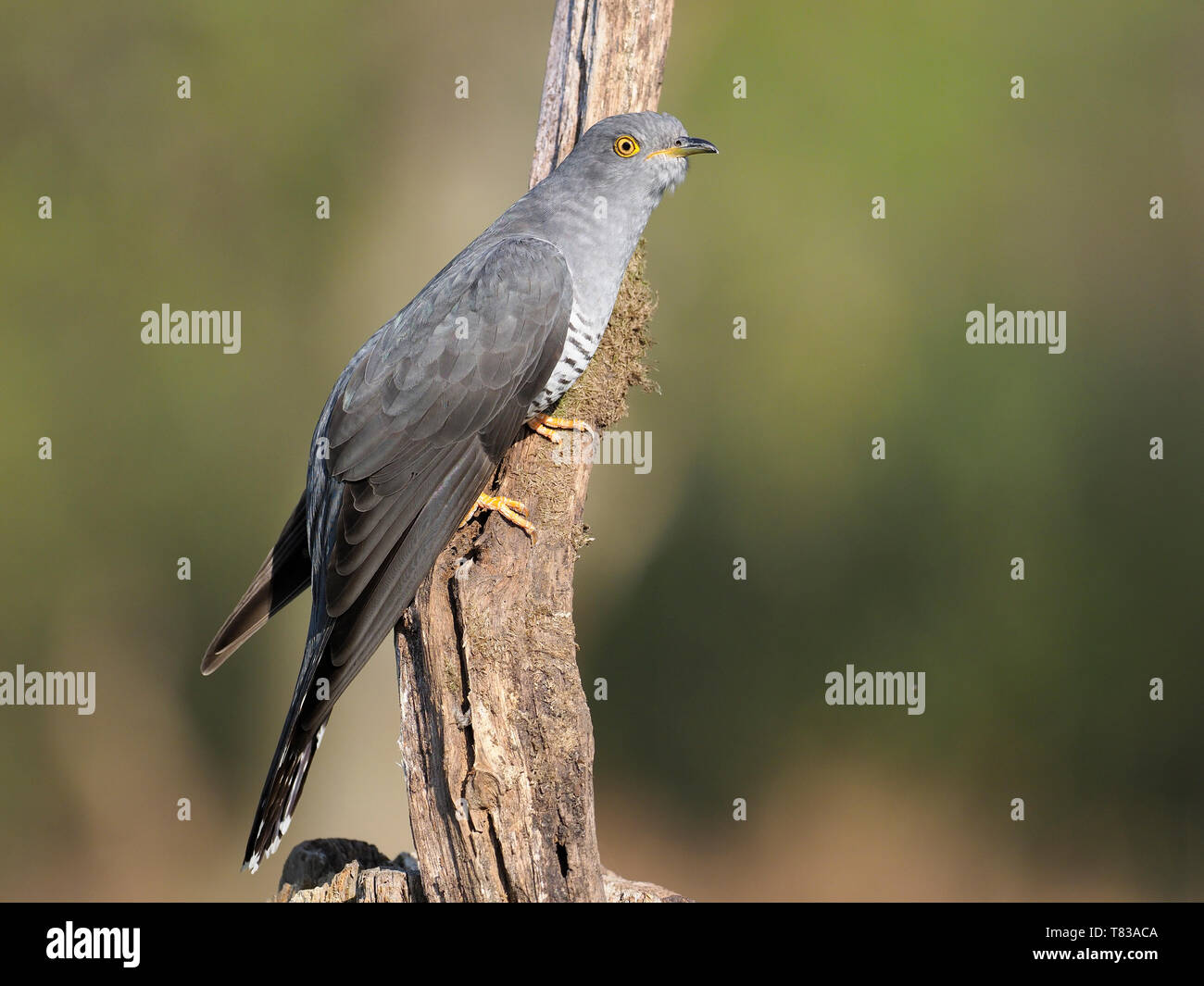 Cuckoo Cuculus canorus, commun, seul oiseau sur la branche, dans le Warwickshire, Apirl 2019 Banque D'Images