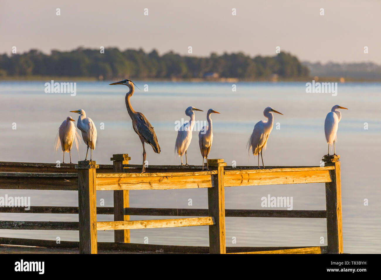 Les oiseaux sur les garde-corps du quai sur le lac de Pierce à Capharnaüm Capharnaüm Inn Lakeside Lodge Retreat Centre, à Lake Wales Polk Comté Floridda dans l'Unite Banque D'Images