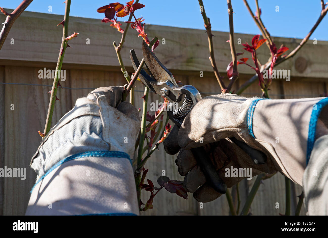 Gros plan de la personne homme jardinier portant des gants élagage arrière rosiers avec sécateurs au printemps Angleterre Royaume-Uni Grande-Bretagne Banque D'Images