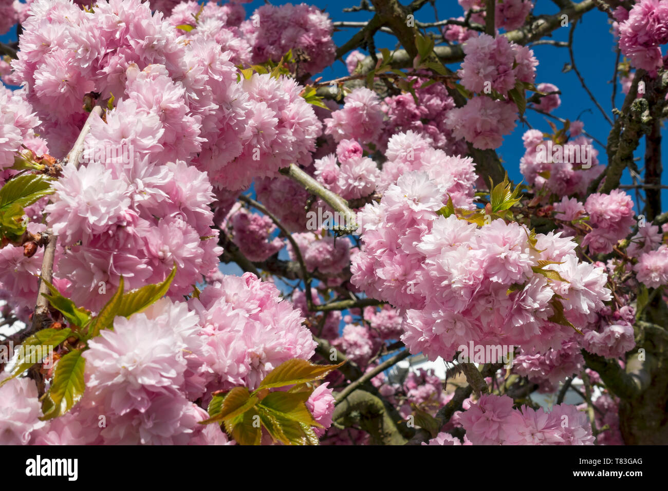 Gros plan de cerisier rose fleur fleurs fleurs fleurs ornementales au printemps Angleterre Royaume-Uni Grande-Bretagne Banque D'Images