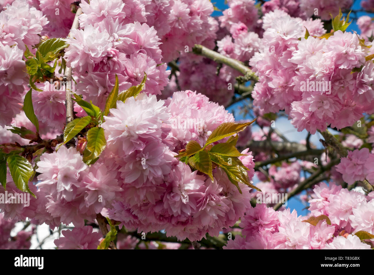 Gros plan de fleurs roses fleur ornement cerisier fleur au printemps Angleterre Royaume-Uni Grande-Bretagne Banque D'Images