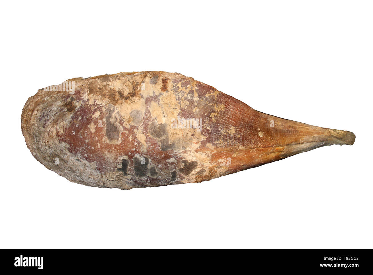Moules ventilateur Kima fragilis - l'un des plus grands (30 à 48 cm de long) Mollusques bivalves européenne Banque D'Images