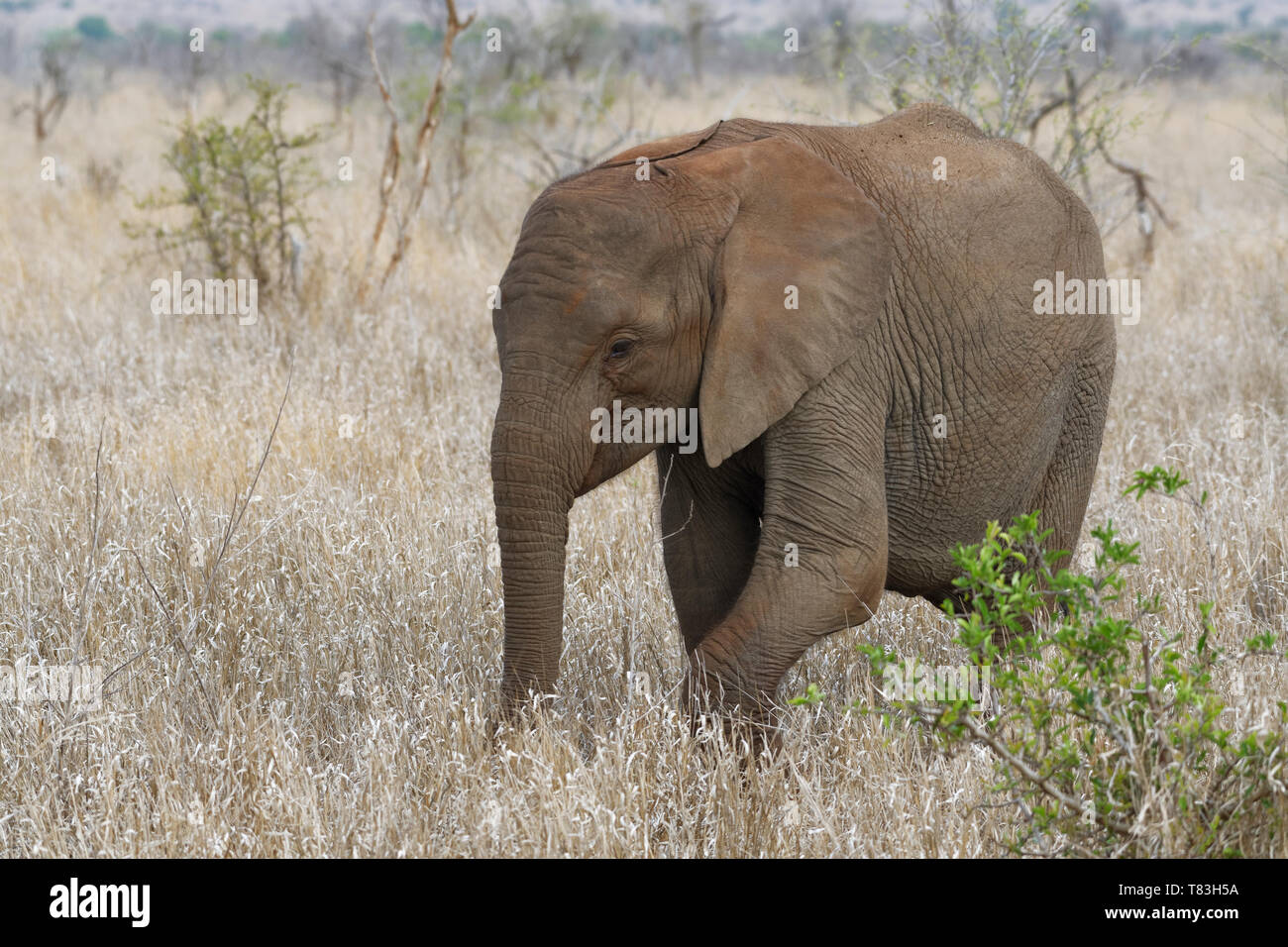 Bush africain elephant (Loxodonta africana), elephant calf balade à travers les prairies sèches, Kruger National Park, Afrique du Sud, l'Afrique Banque D'Images