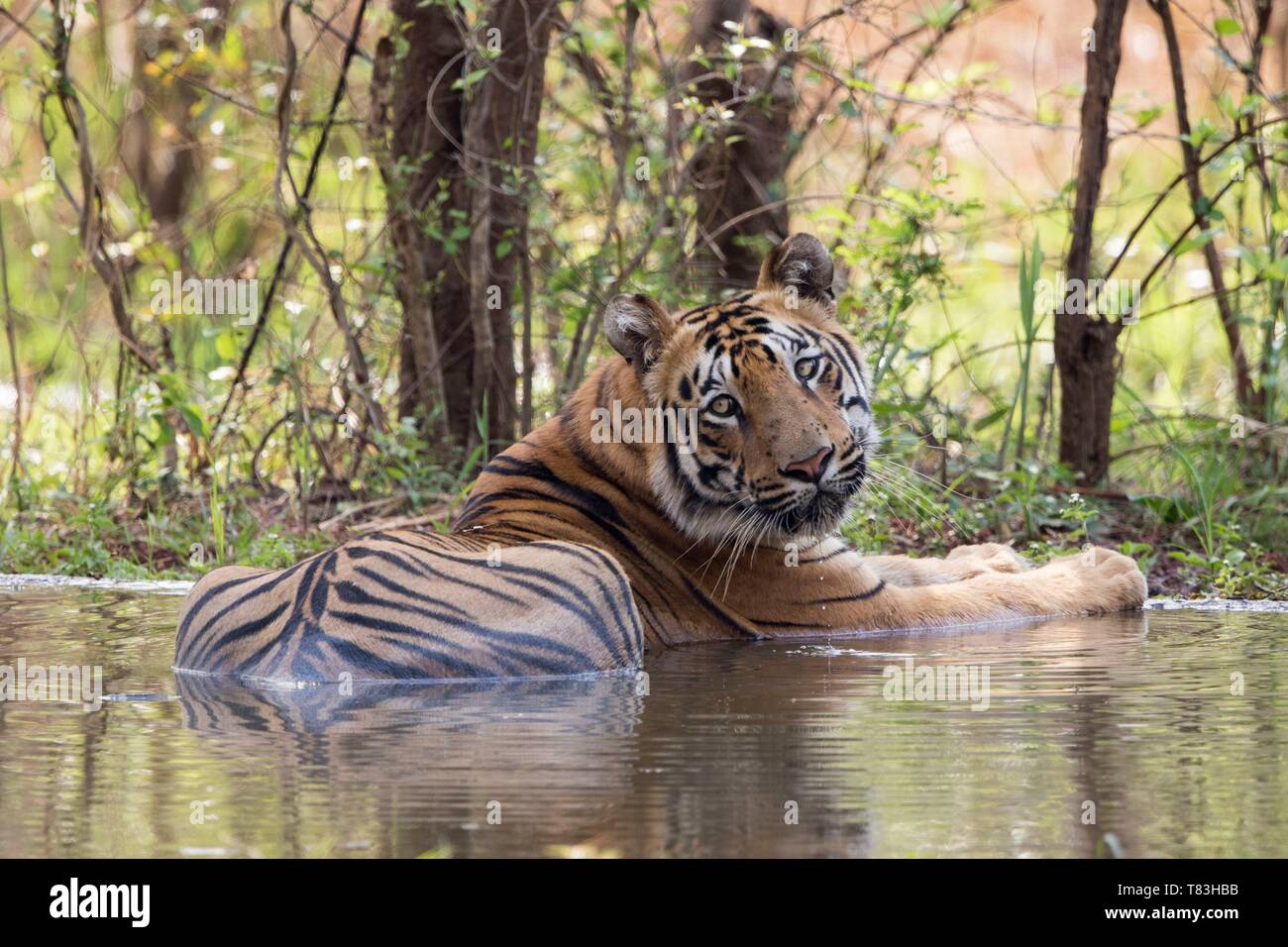 L'Inde, Maharashtra, Tadoba Andhari Tiger Reserve, parc national de Tadoba, tigre du Bengale (Panthera tigris tigris), est actualisée automatiquement dans un trou d'eau artificiel créé par les gardes de la réserve Banque D'Images