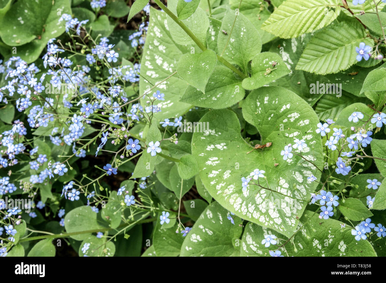 Brunnera macrophylla 'Langtrees' Banque D'Images