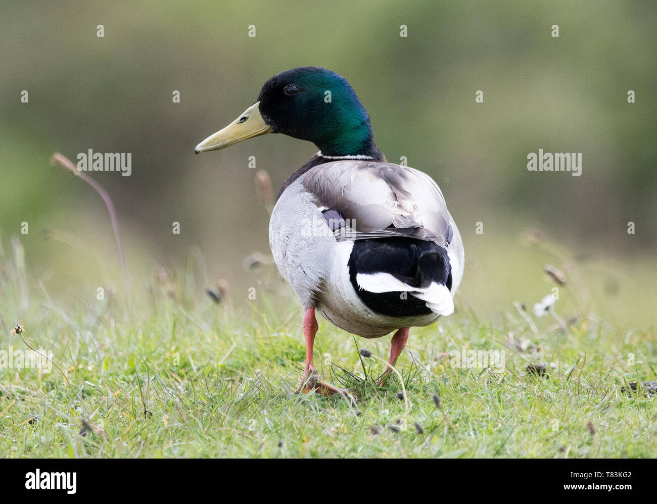 Homme Canard colvert (Anas platyrhynchos) Banque D'Images