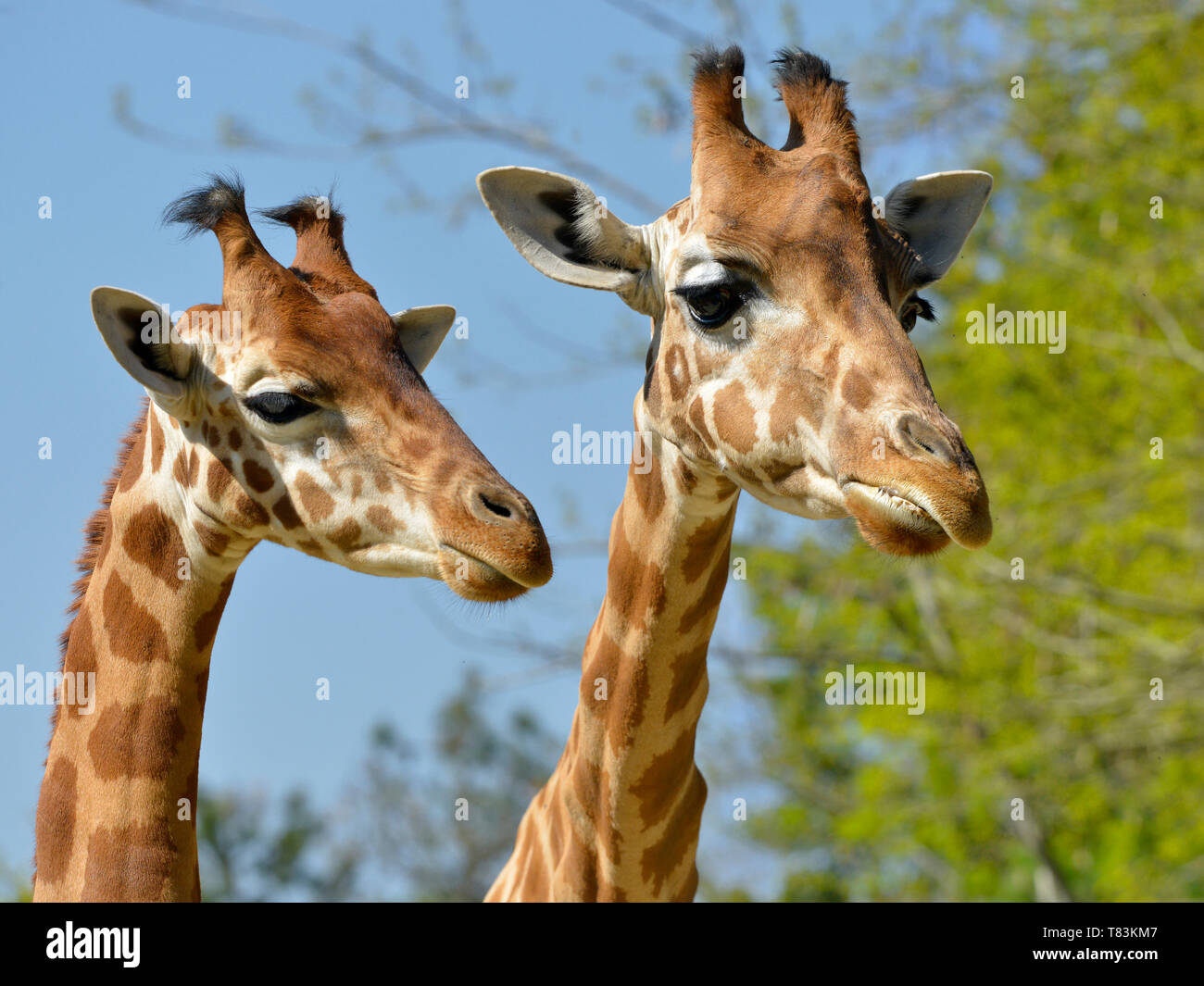 Libre de deux girafes (Giraffa camelopardalis) Banque D'Images