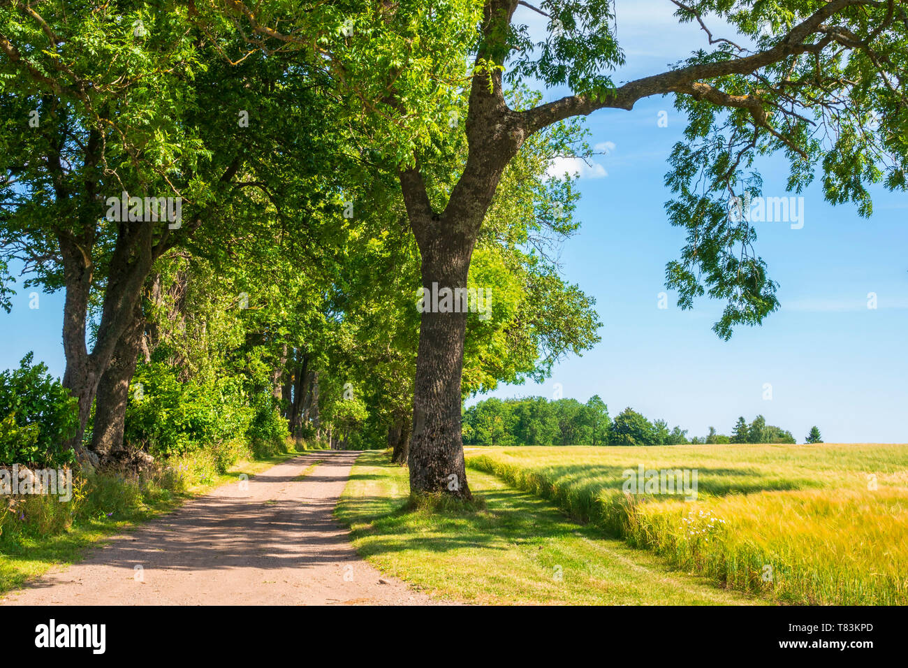 Allée d'arbres avec une route de gravier dans le pays à l'été Banque D'Images