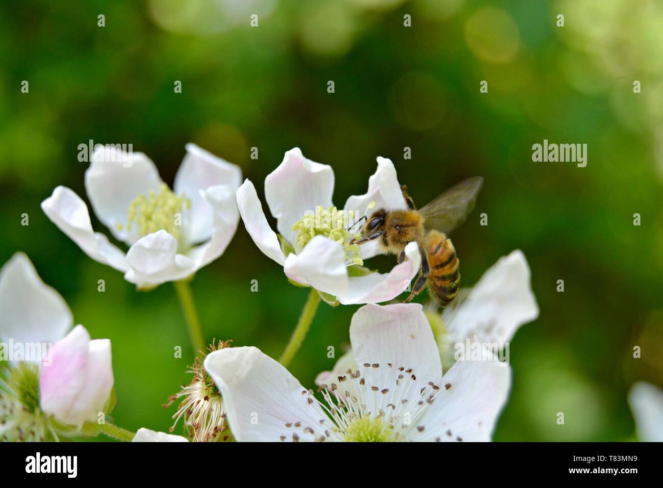 Libre d'une abeille sur une fleur Blackberry blanc Banque D'Images