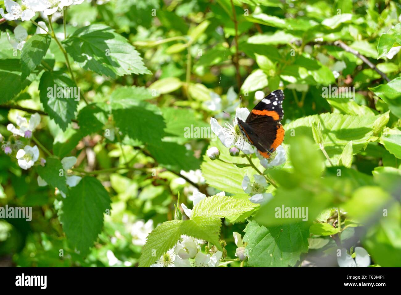 Libre de l'amiral rouge papillon sur une fleur Blackberry blanc Banque D'Images