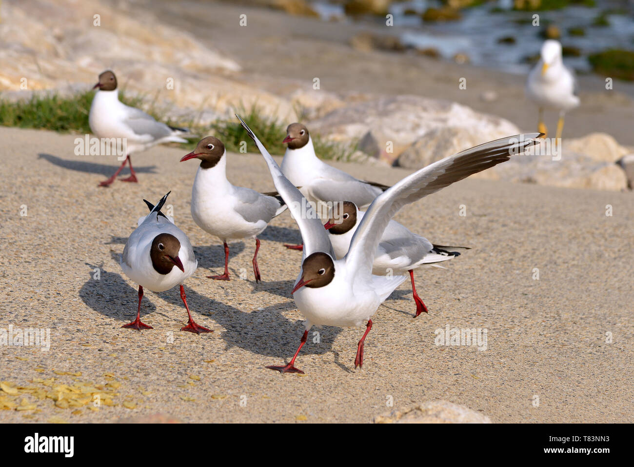 Groupe de mouettes à tête noire (Larus ridibundus) sur la plage en Camargue, une région naturelle située au sud d'Arles, France Banque D'Images