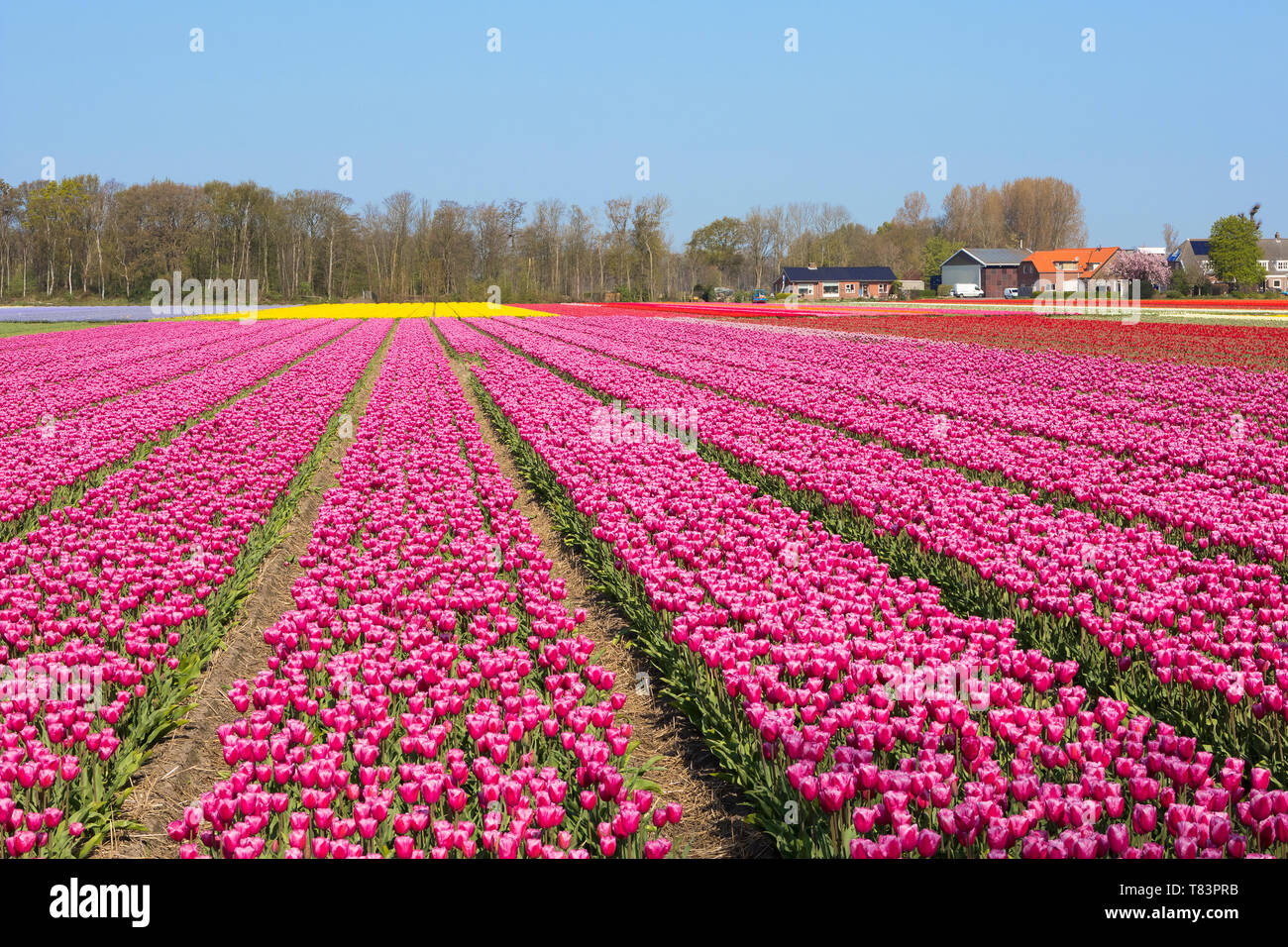 Lisse, Pays-Bas - 18 Avril 2019 : champ de tulipes hollandais traditionnel avec des rangées de fleurs roses et fermes dans l'arrière-plan Banque D'Images
