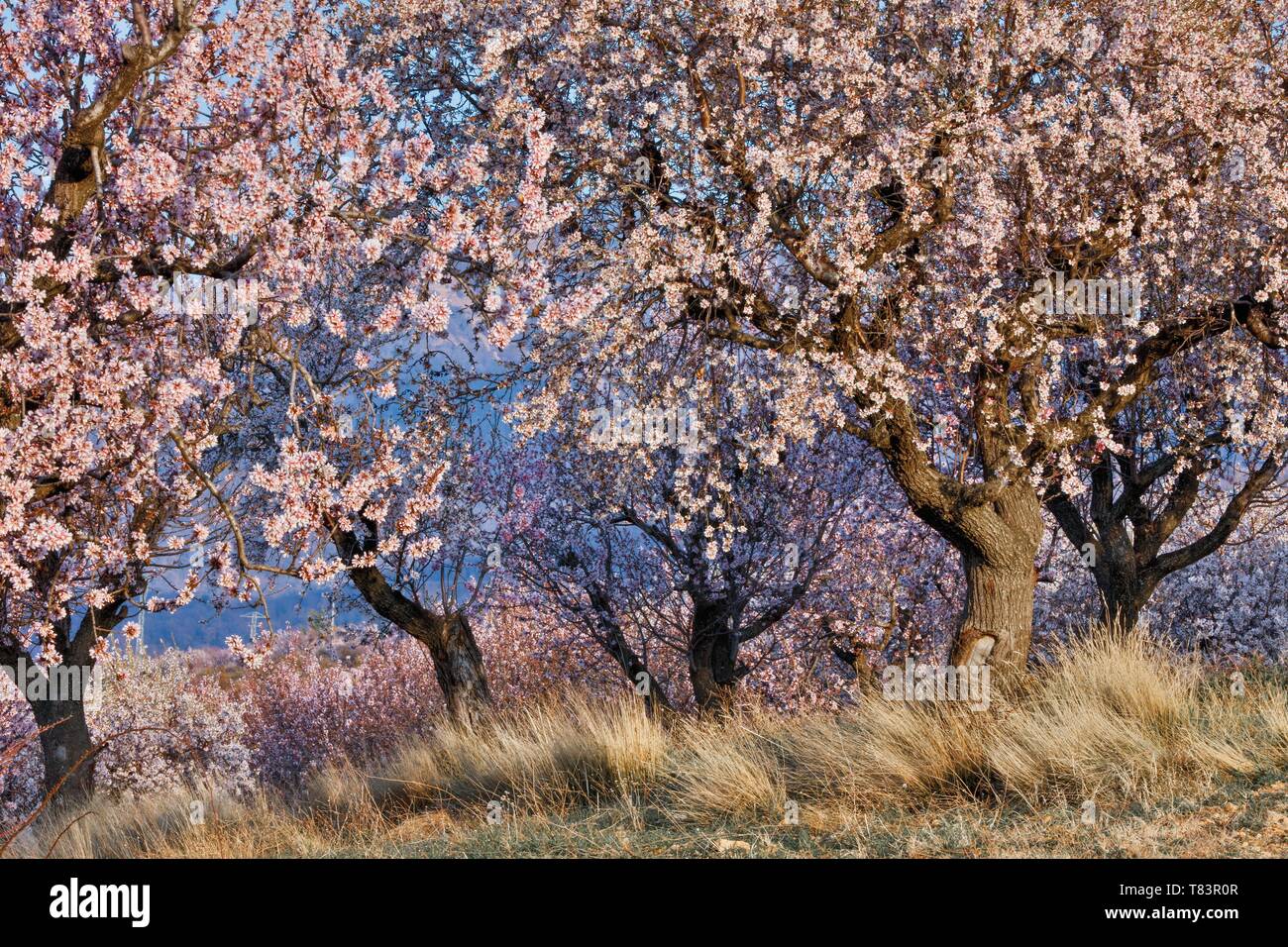 Espagne, Aragon, Huesca, Loarre, cerisiers et amadiers dans une plaine agricole au lever du soleil Banque D'Images