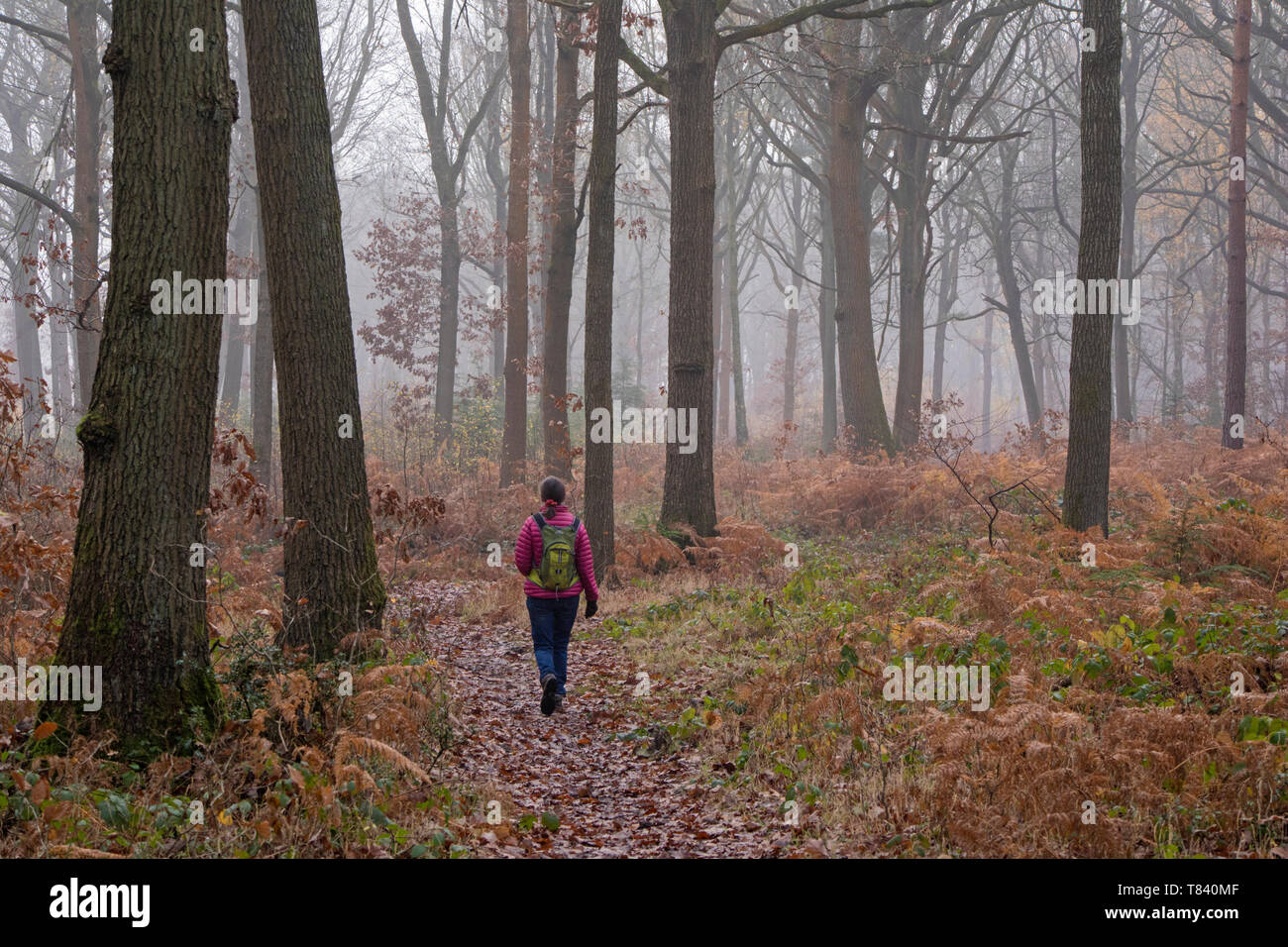 Misty hiverne jour dans la forêt de Wyre, Worcestershire, Angleterre, Royaume-Uni Banque D'Images