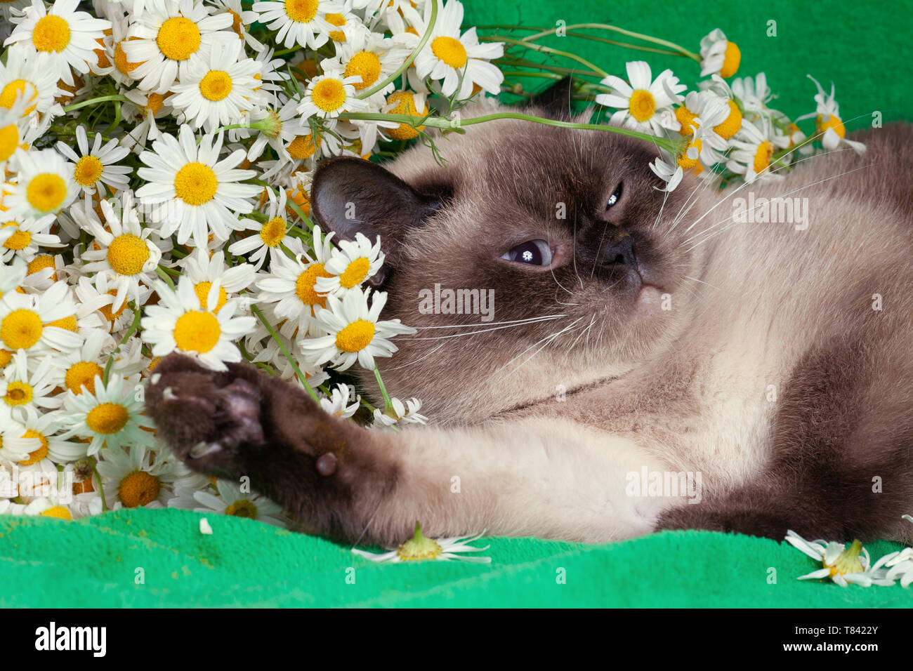 Point de couleur Cute cat allongé sur une couverture verte près de fleurs de camomille Banque D'Images