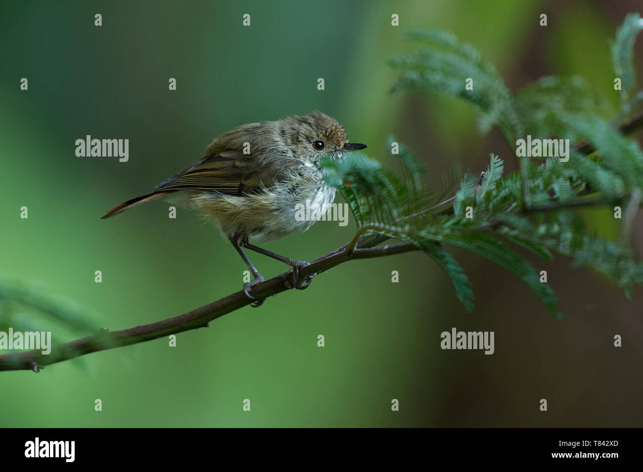 Acantise brun - Acanthiza pusilla oiseau trouvé dans l'Est et du sud-est de l'Australie, y compris en Tasmanie, se nourrit d'insectes. Banque D'Images