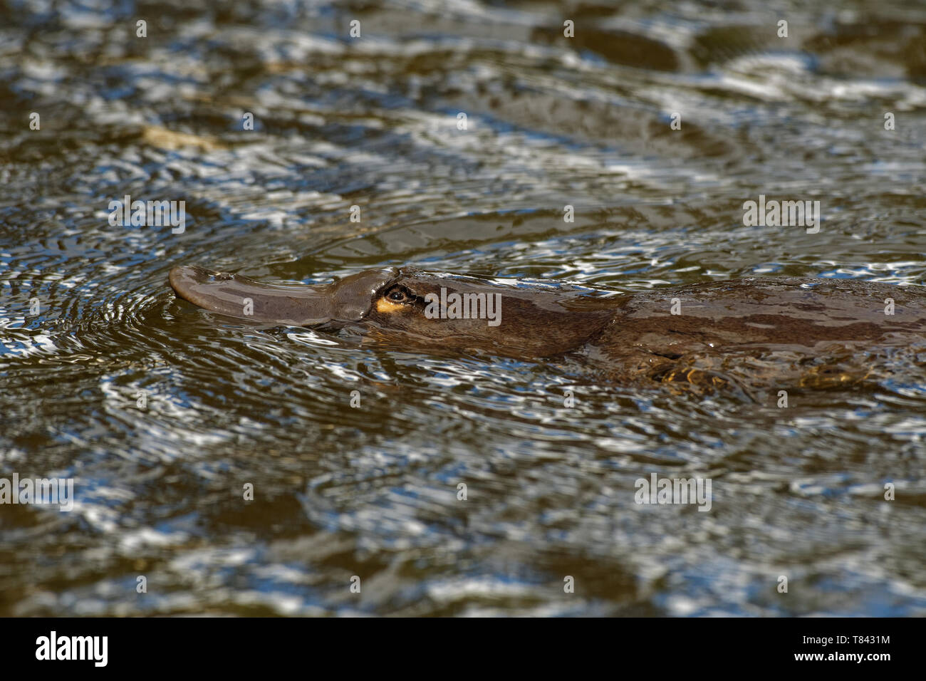 - Ornithorynque, Ornithorhynchus anatinus ornithorynque, mammifère semi-aquatique, la ponte endémique à l'Est de l'Australie, y compris en Tasmanie. Banque D'Images