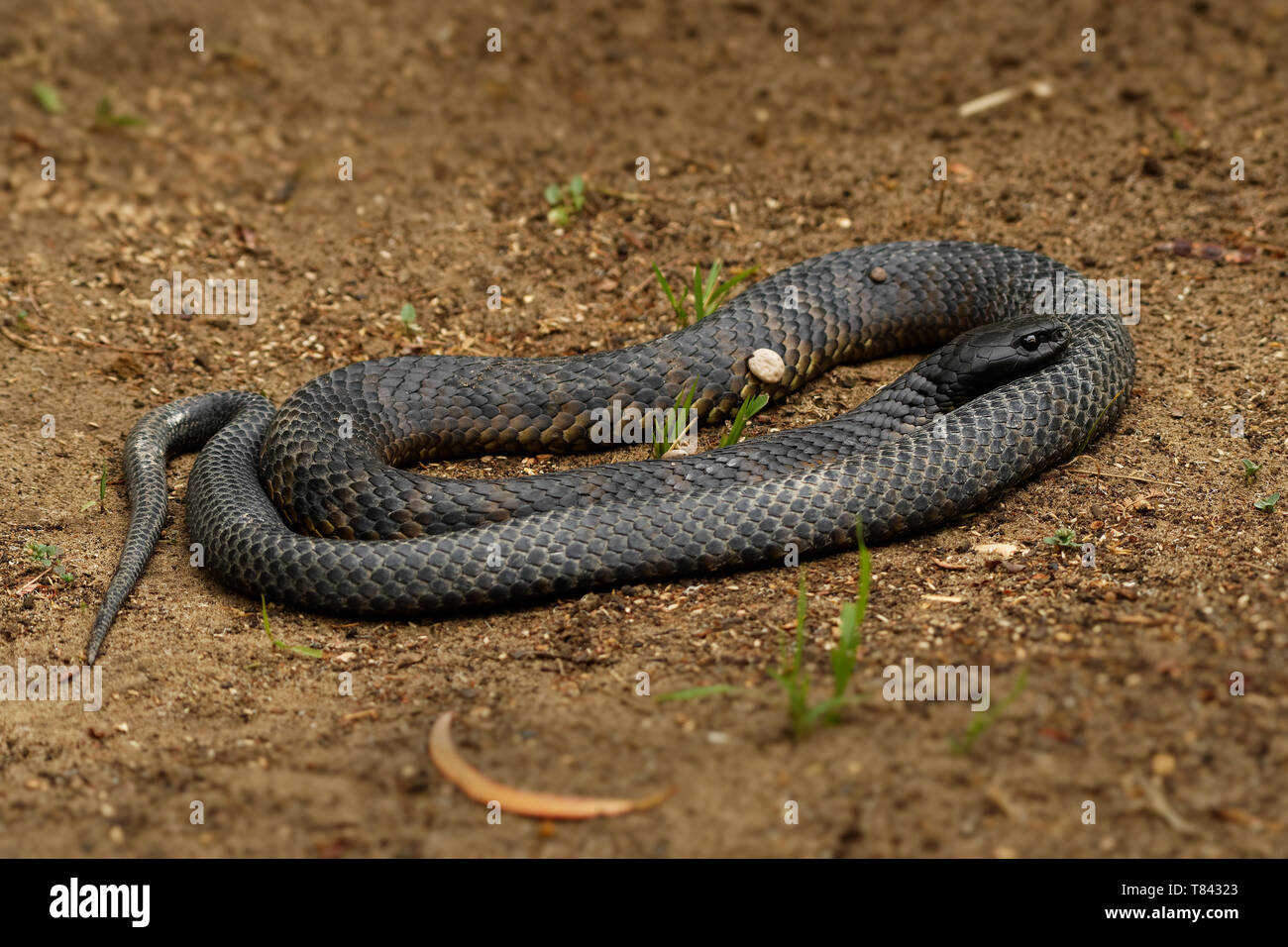 Notechis scutatus - serpent tigre serpent venimeux très espèces présentes en Australie, en Tasmanie. Ces serpents sont très variables dans leur couleur, souvent ba Banque D'Images