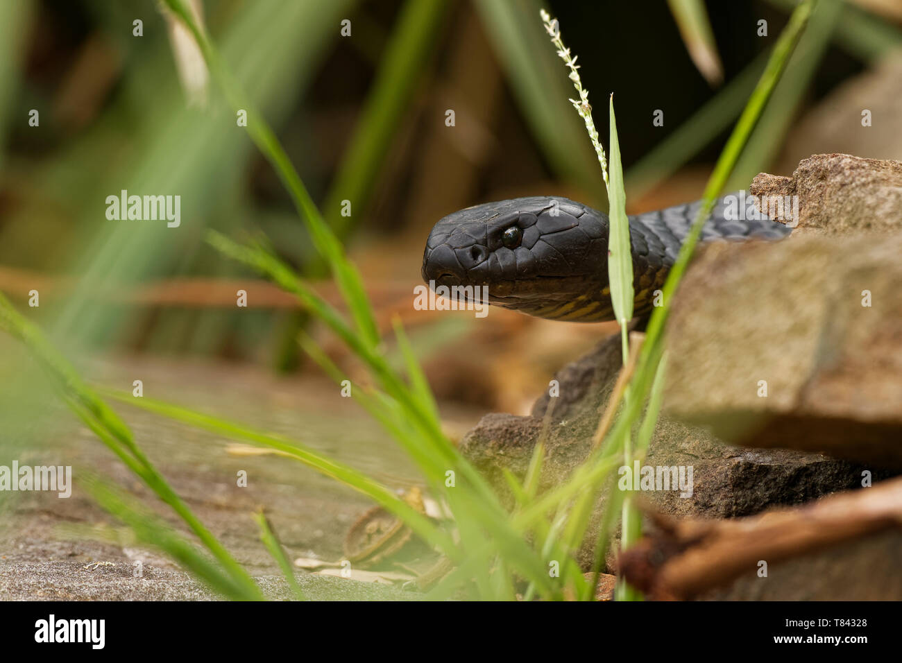 Notechis scutatus - serpent tigre serpent venimeux très espèces présentes en Australie, en Tasmanie. Ces serpents sont très variables dans leur couleur, souvent ba Banque D'Images