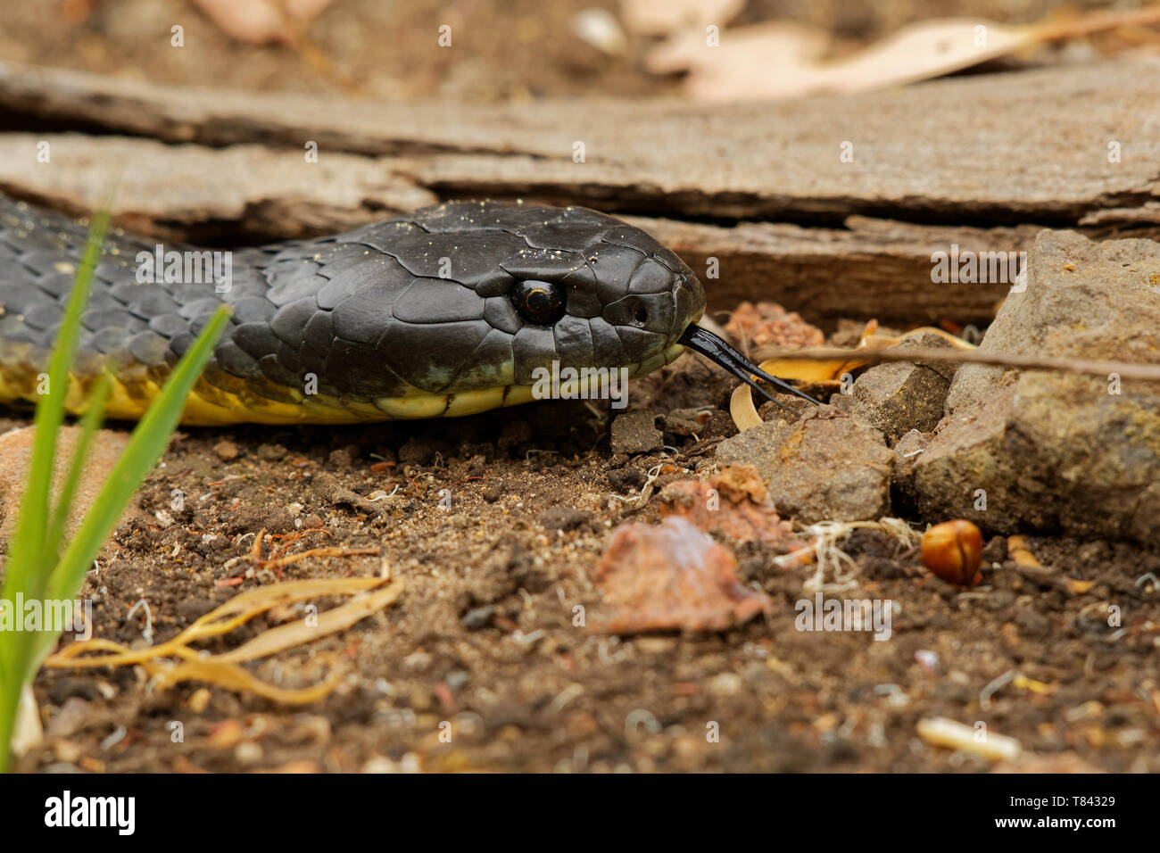Notechis scutatus - serpent tigre serpent venimeux très espèces présentes en Australie, en Tasmanie. Ces serpents sont très variables dans leur couleur, souvent ba Banque D'Images
