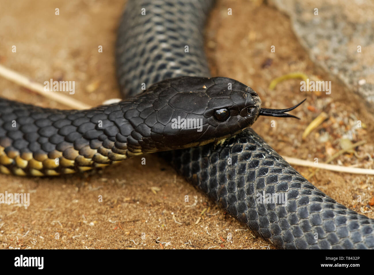 Notechis scutatus - serpent tigre serpent venimeux très espèces présentes en Australie, en Tasmanie. Ces serpents sont très variables dans leur couleur, souvent ba Banque D'Images