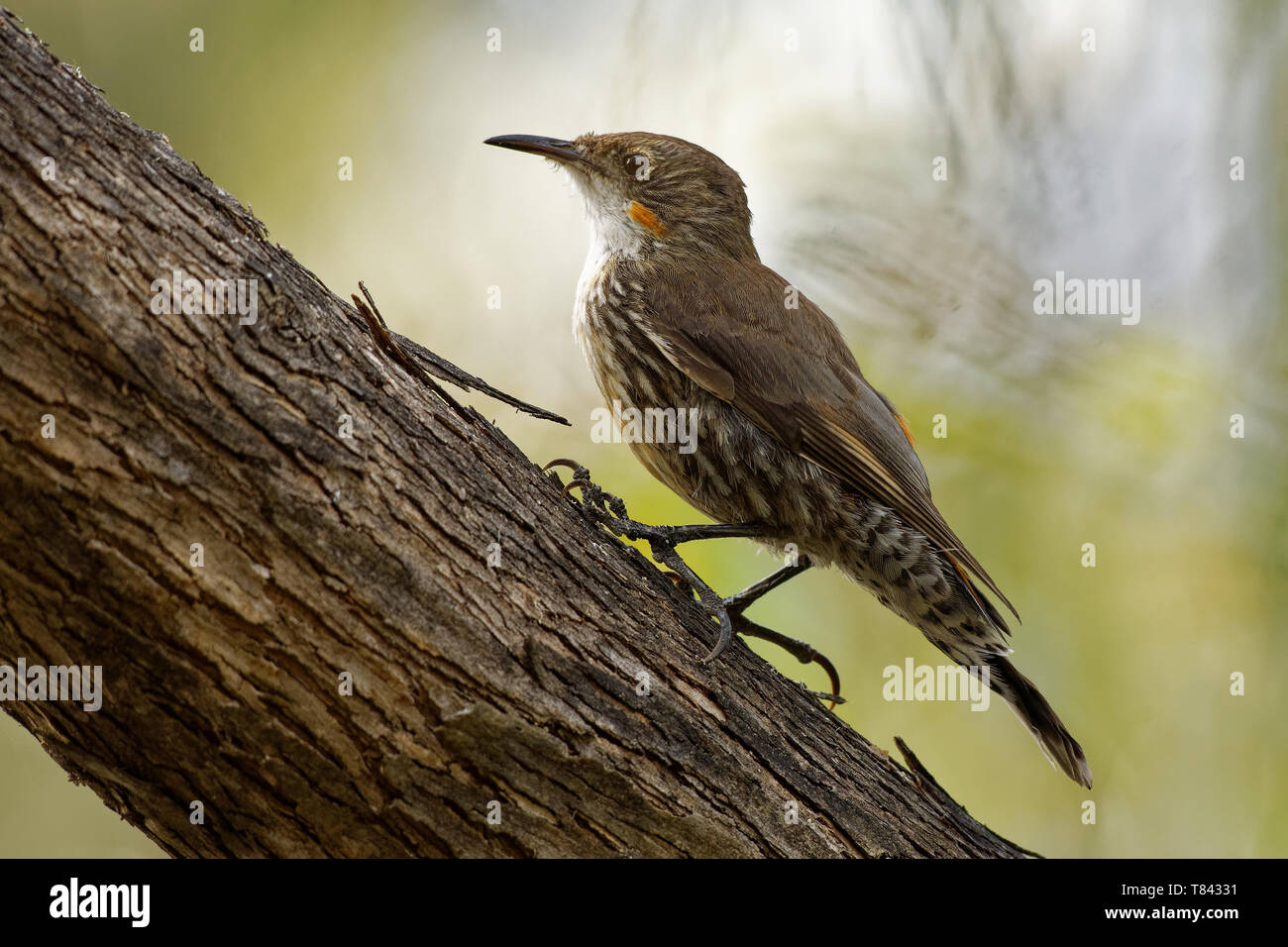 Bruant Climacteris picumnus marron - oiseau de petite taille, plus grand bruant, endémique de l'Australie et de l'Est de l'Australie, du Cap York, Queensland, New South Banque D'Images