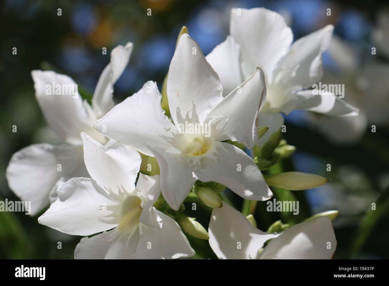 Sud de la France - fleurs blanches de Nerium oleander au soleil Photo Stock  - Alamy