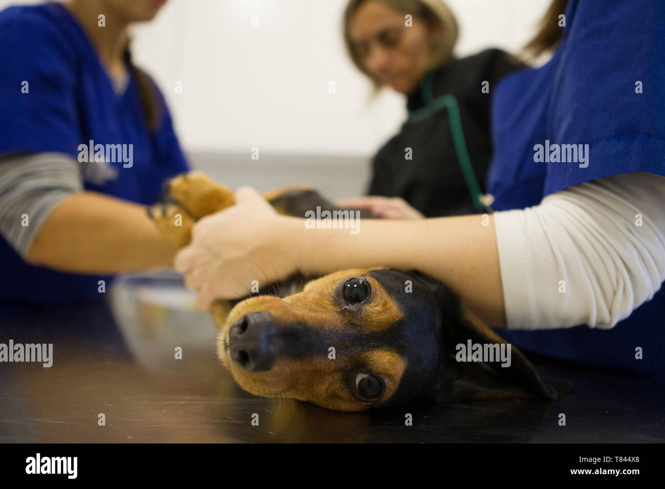 Vétérinaire et les infirmières de la préparation pour le traitement de chien Banque D'Images
