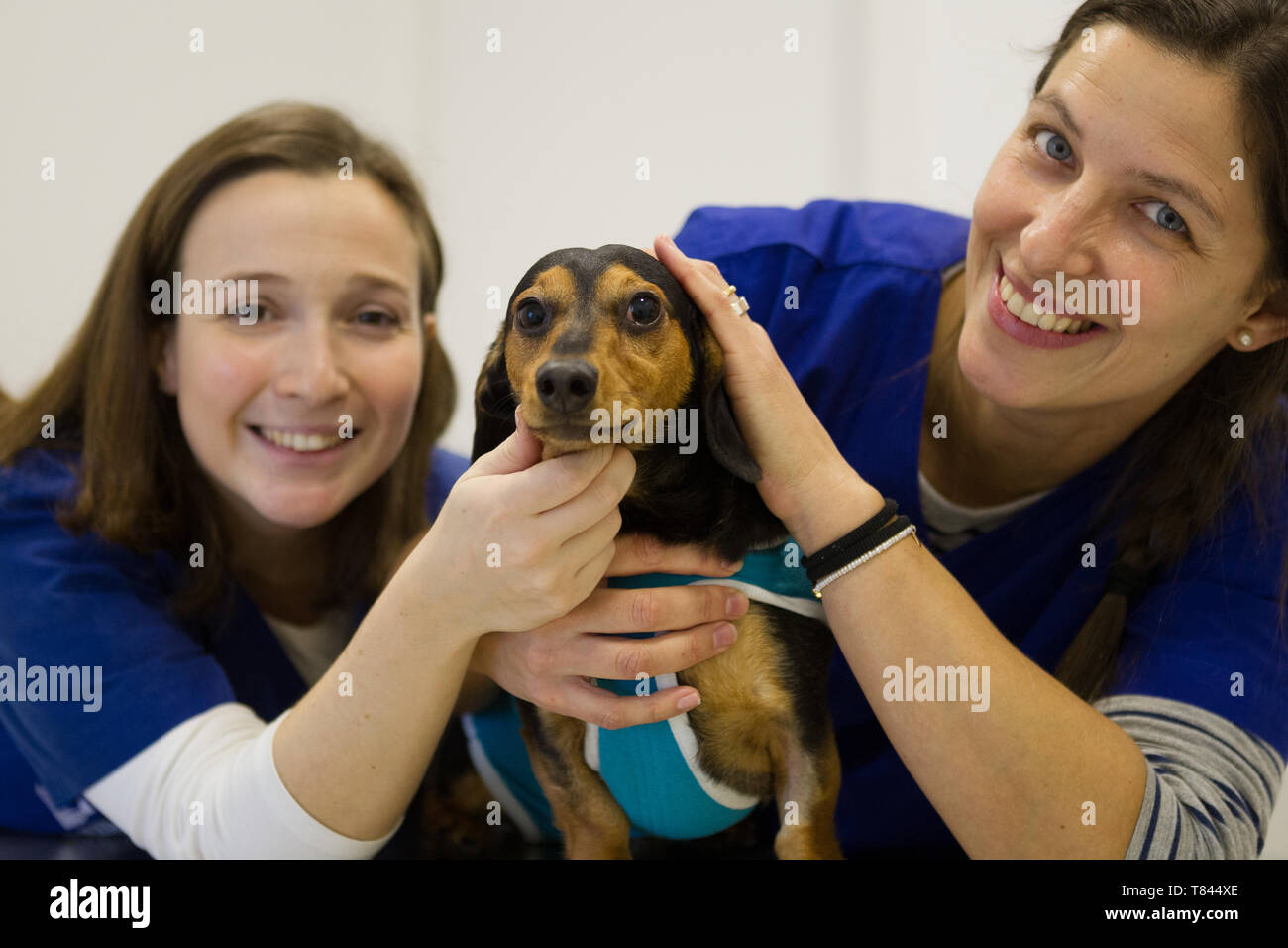 Les vétérinaires chien réconfortant avant traitement Banque D'Images