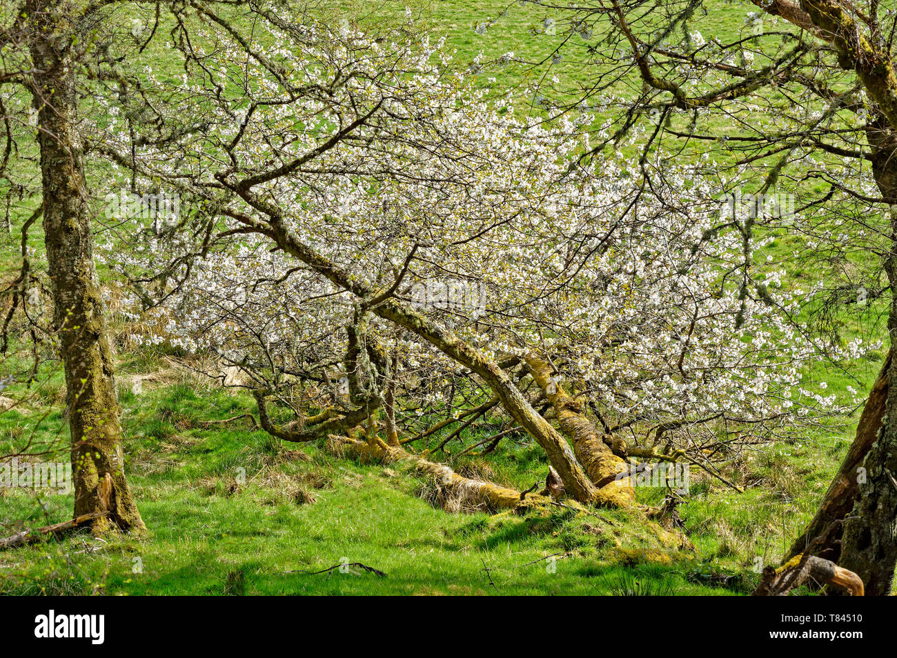 Fleur de cerisier sur un arbre tombé Banque D'Images