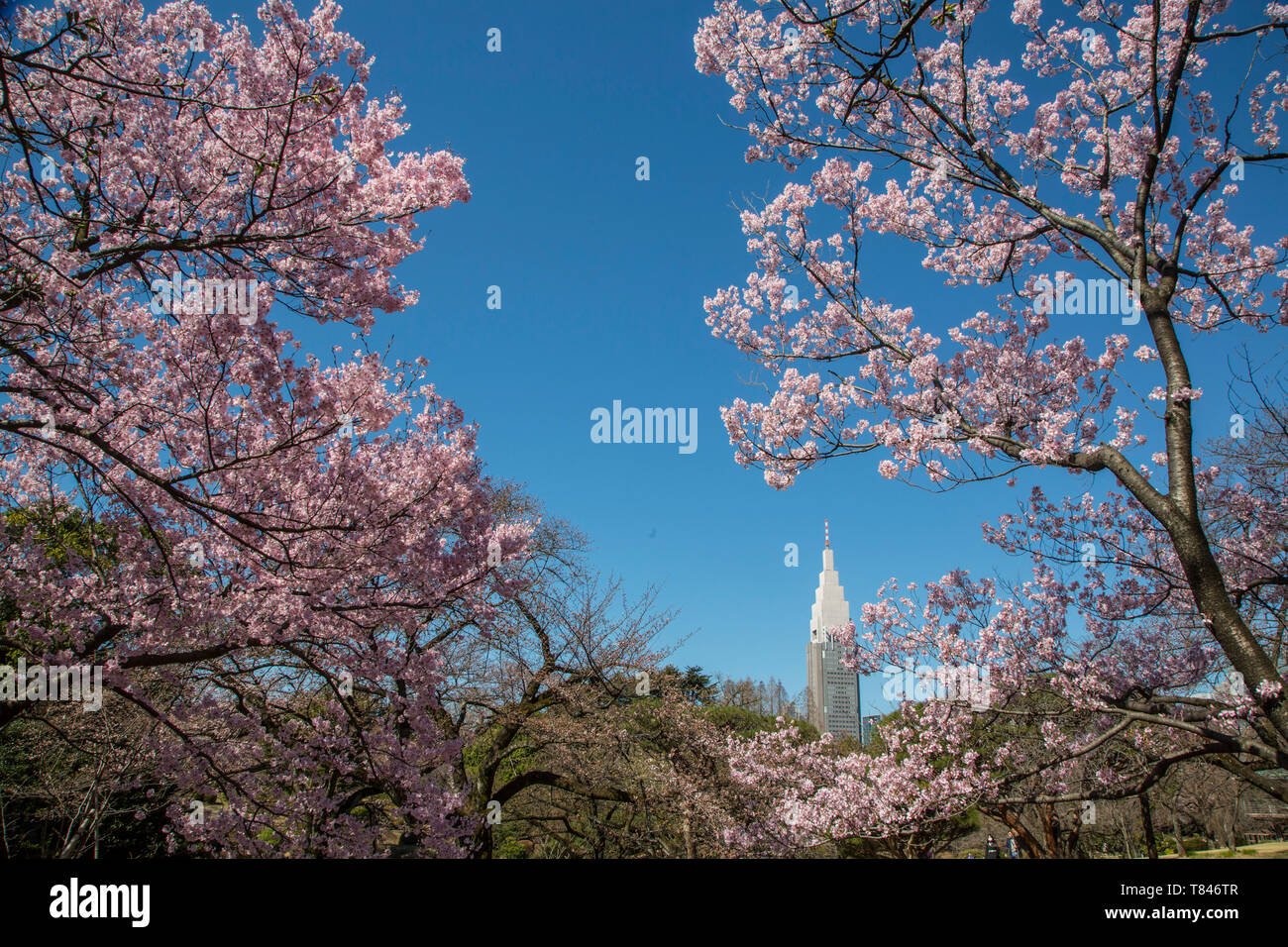 Fleur de cerisier, TOKYO Banque D'Images