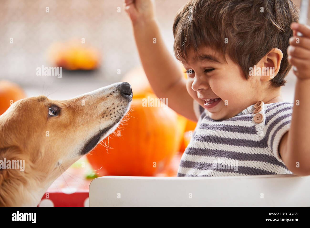 Garçon jouant avec le chien dans la cuisine Banque D'Images