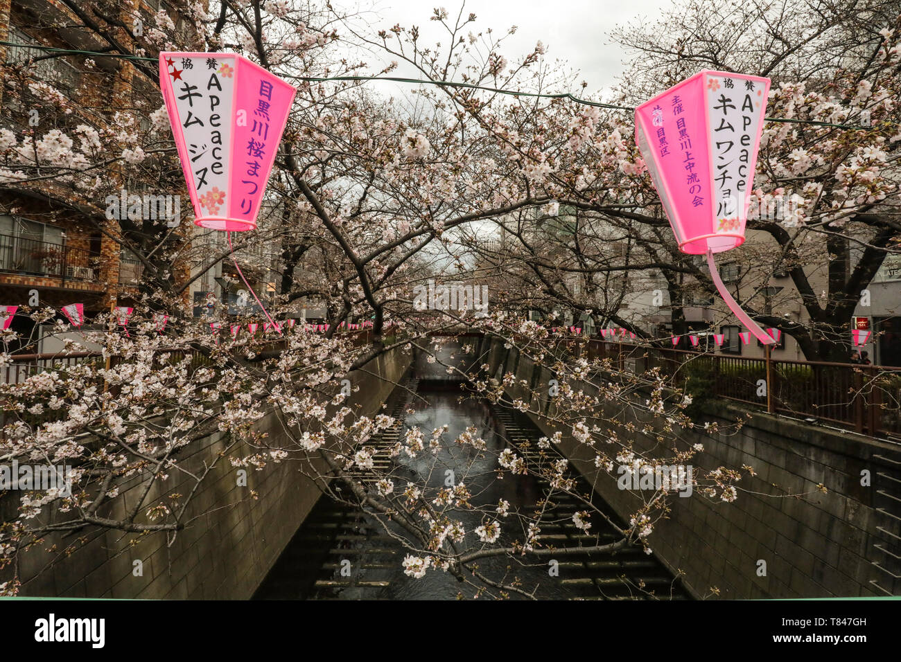 Fleur de cerisier, TOKYO Banque D'Images