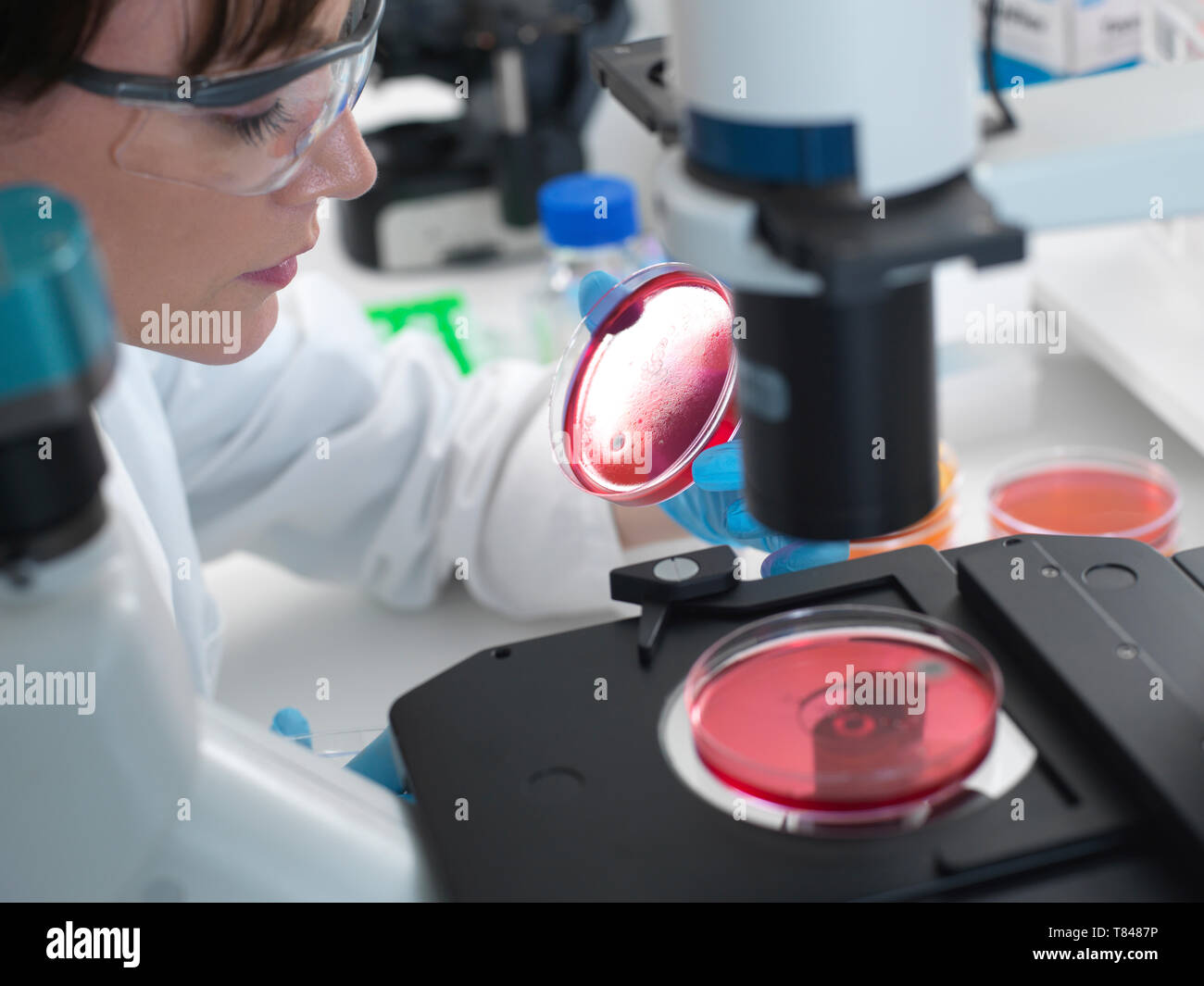 L'examen scientifique des cultures poussant dans des boîtes de Pétri à l'aide d'un microscope inversé in laboratory Banque D'Images