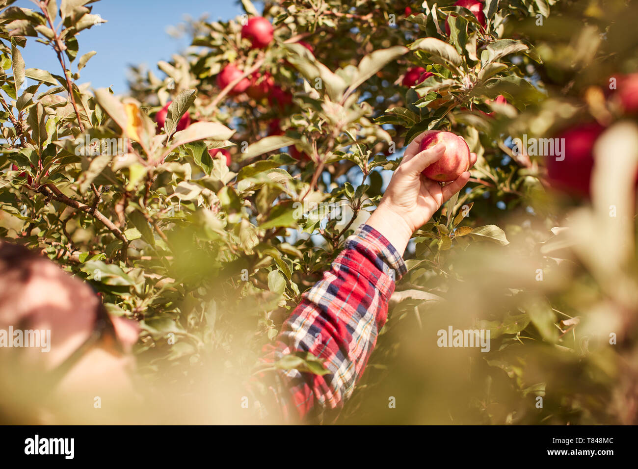 Woman picking apples from tree Banque D'Images
