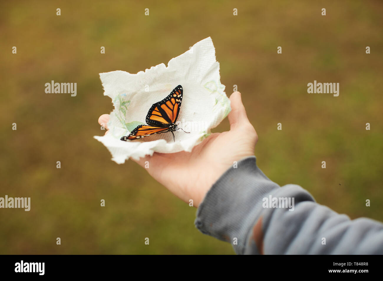 Papillon monarque sur le tissu à Palm Banque D'Images