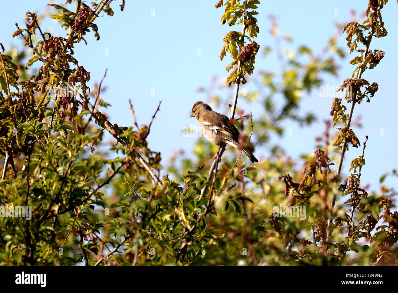 La common Chaffinch (Fringilla coelebs), généralement connu simplement comme le pinson, commune et répandue est une espèce de passereau de la famille des Banque D'Images