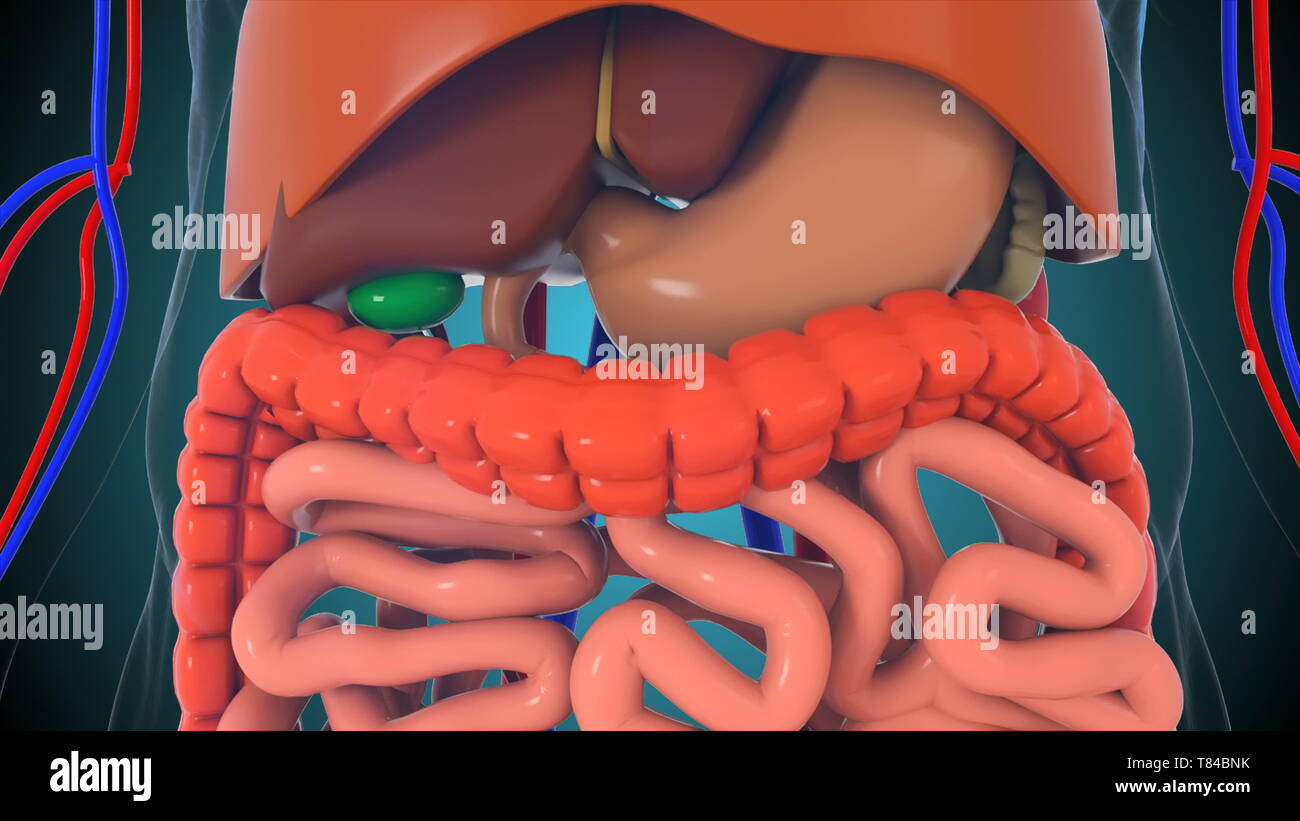 Modèle de corps humain anatomie, rendu 3d arrière-plan, une partie de corps humain modèle avec système d'organes Banque D'Images