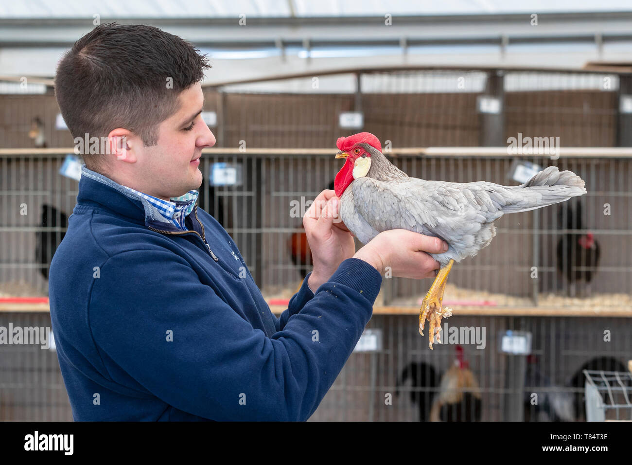 Ayr, Ecosse, UK 11 mai 2019. Le spectacle annuel du comté d'Ayr tous les aspects de l'agriculture et de la vie à la campagne a eu lieu dans l'enceinte de l'hippodrome d'Ayr sur une journée de printemps ensoleillée et a été visité par des milliers de spectateurs et les concurrents d'à travers l'ensemble de la Grande-Bretagne. Inclus des compétitions 'Bras de Fer' équipes provenant de groupes de jeunes agriculteurs, de l'élevage de volaille et de juger un concours jugé par un certain nombre de juges internationaux. Image de JAMES CROWTHER préparer ses poulettes leghorn bleue pour le spectacle Crédit : Findlay/Alamy Live News Banque D'Images