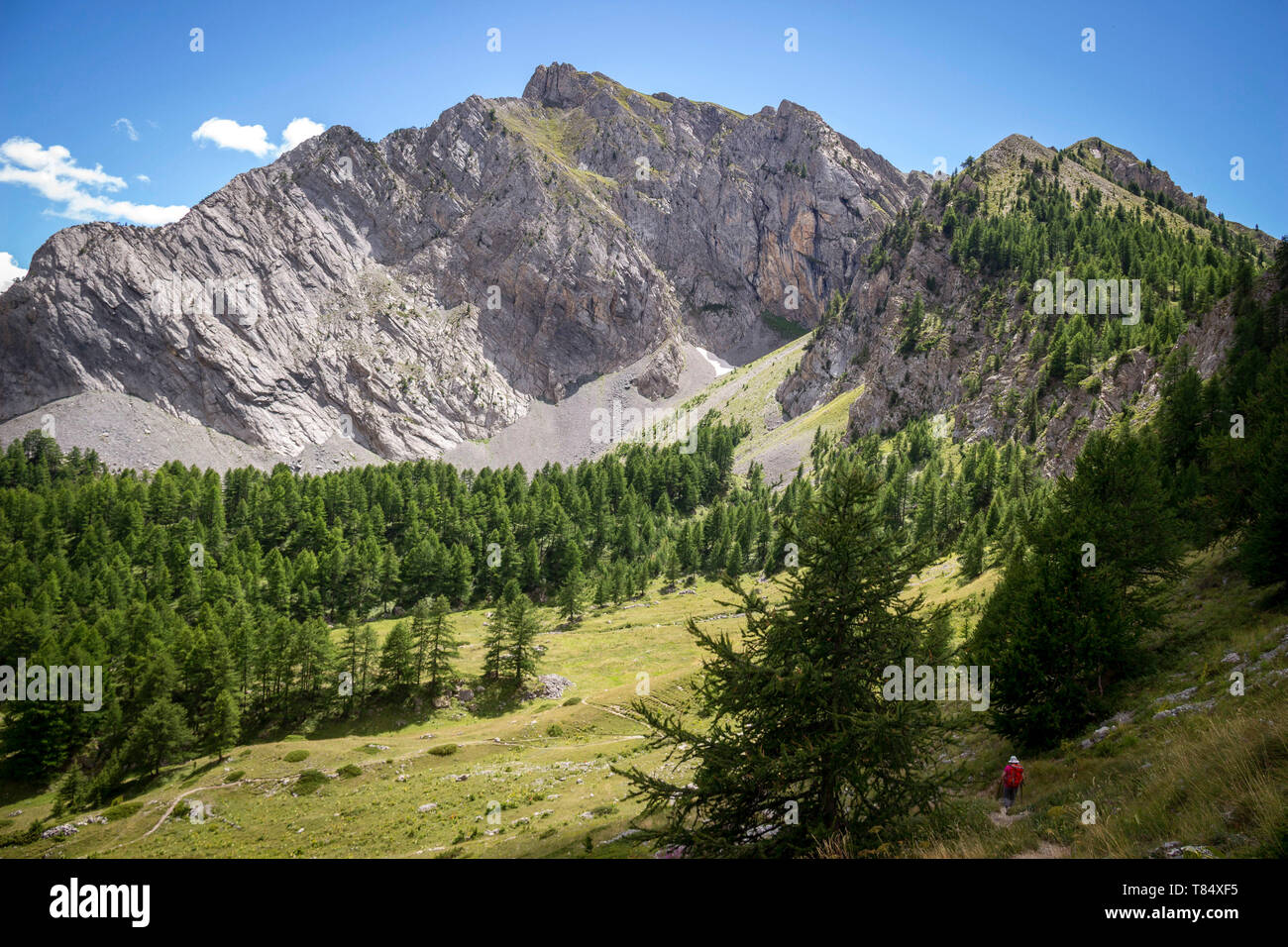 Massif du Queyras, Hautes-alpes (sud-est de la France) : sapins et les pics entourant les montagnes Furfande *** *** légende locale Banque D'Images