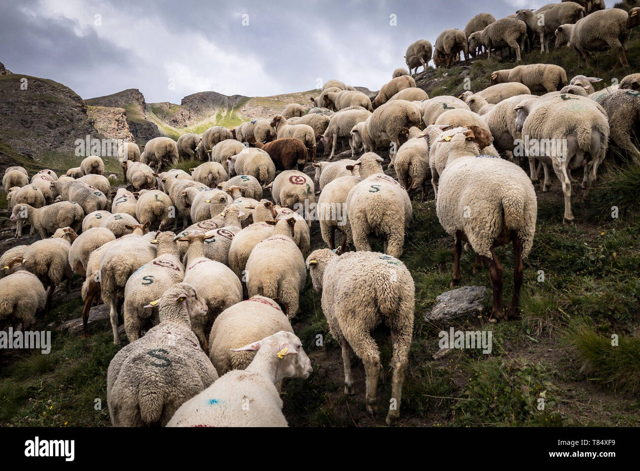 Massif du Queyras, Hautes-alpes (sud-est de la France) : troupeau de moutons *** *** légende locale Banque D'Images