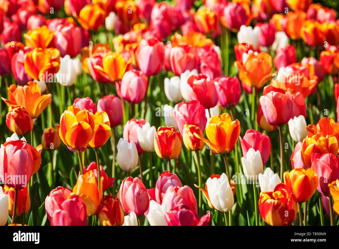 Jardin de fleurs de tulipes colorées contexte en été. Lit de fleurs avec de belles tulipes colorées. Jardinage et paysage magnifique, selective focus Banque D'Images