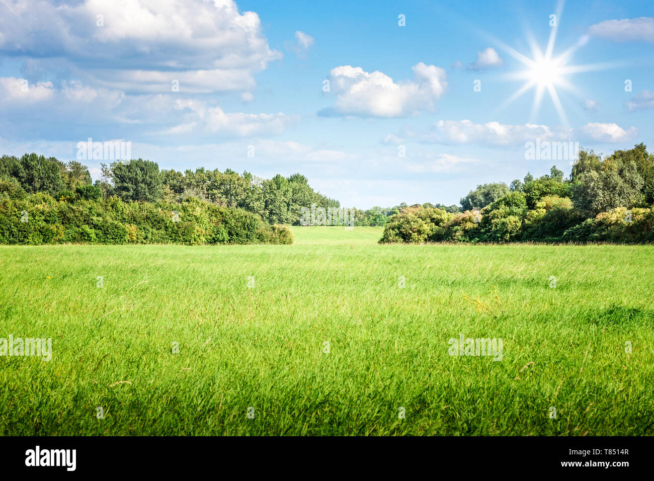 Champ d'herbe verte avec des arbres ciel bleu, nuages et soleil. Nature Paysage en été Banque D'Images