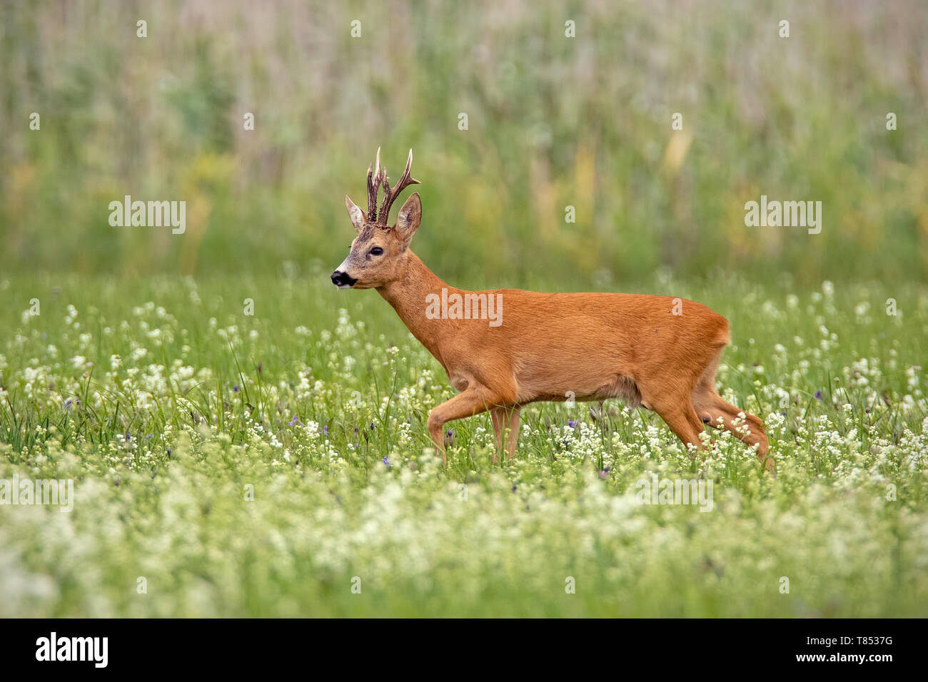 Chevreuil dominante, Capreolus capreolus, buck avec bois foncé à marcher avec la tête haute sur une prairie avec des fleurs sauvages blanches tôt le matin en été Banque D'Images