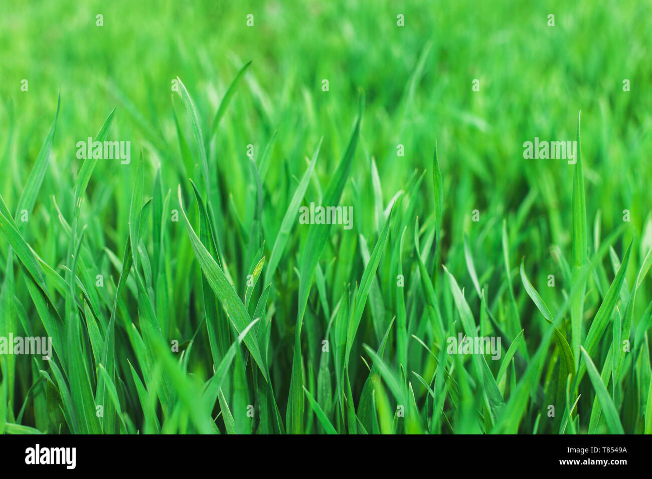 L'herbe verte. Frais généraux, printemps, été naturel. Soft focus.concept Environnement Banque D'Images