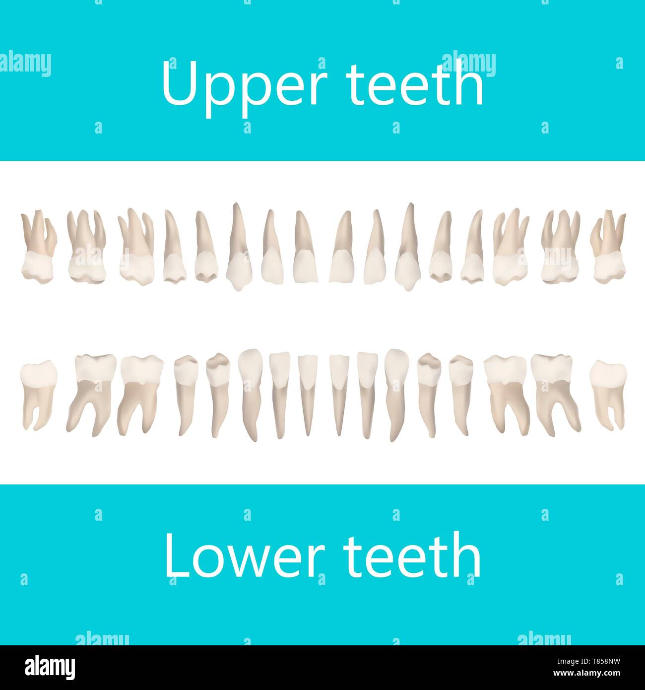 Les dents adultes supérieur et inférieur, illustration Banque D'Images