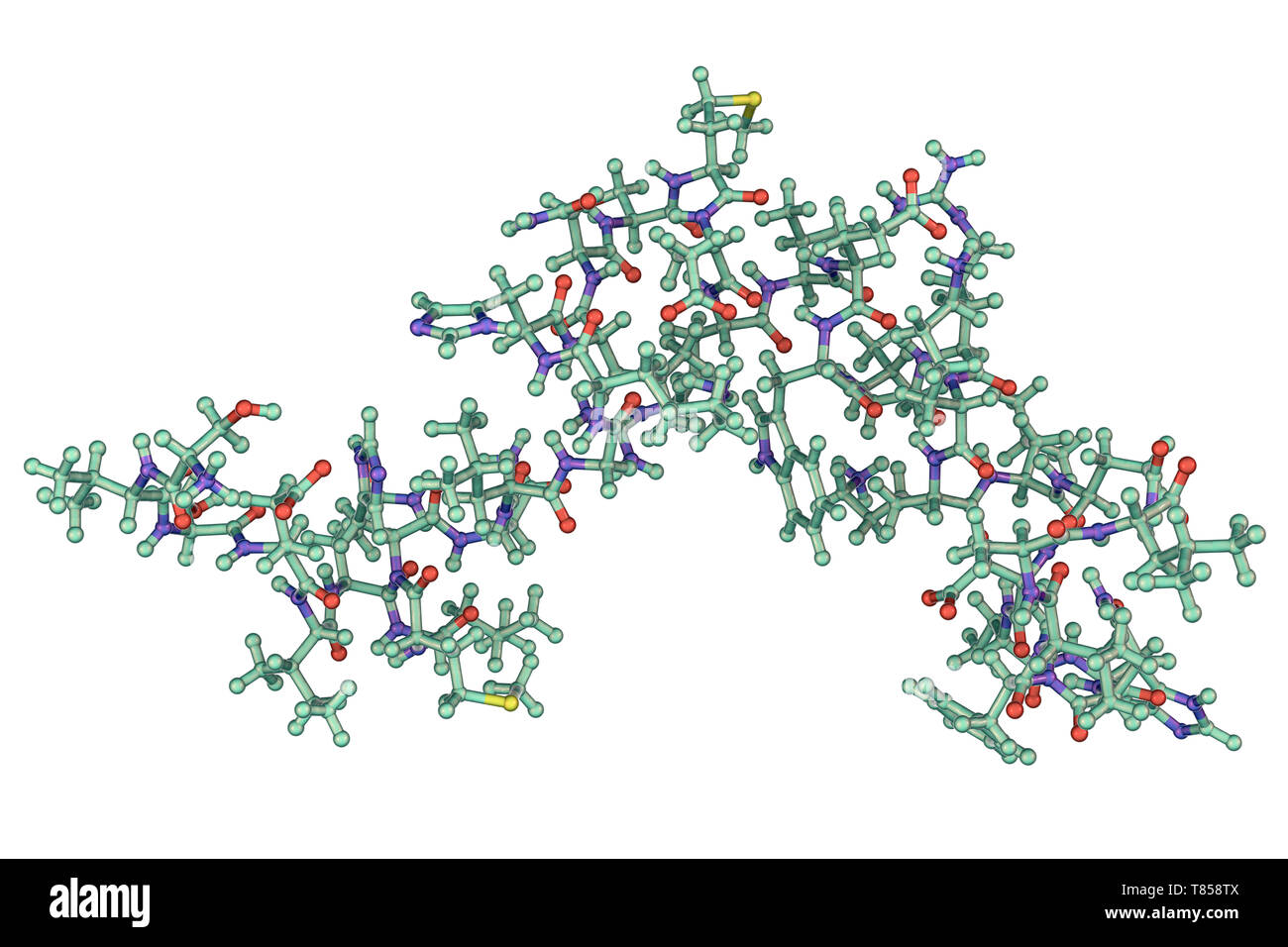 L'hormone parathyroïde, le modèle moléculaire Banque D'Images