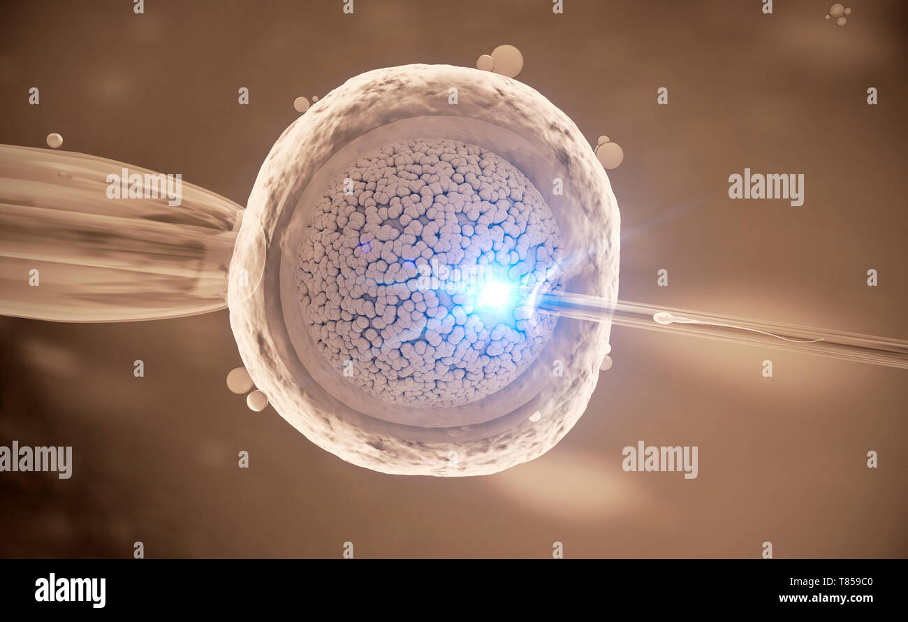 La fertilisation in vitro, illustration Banque D'Images