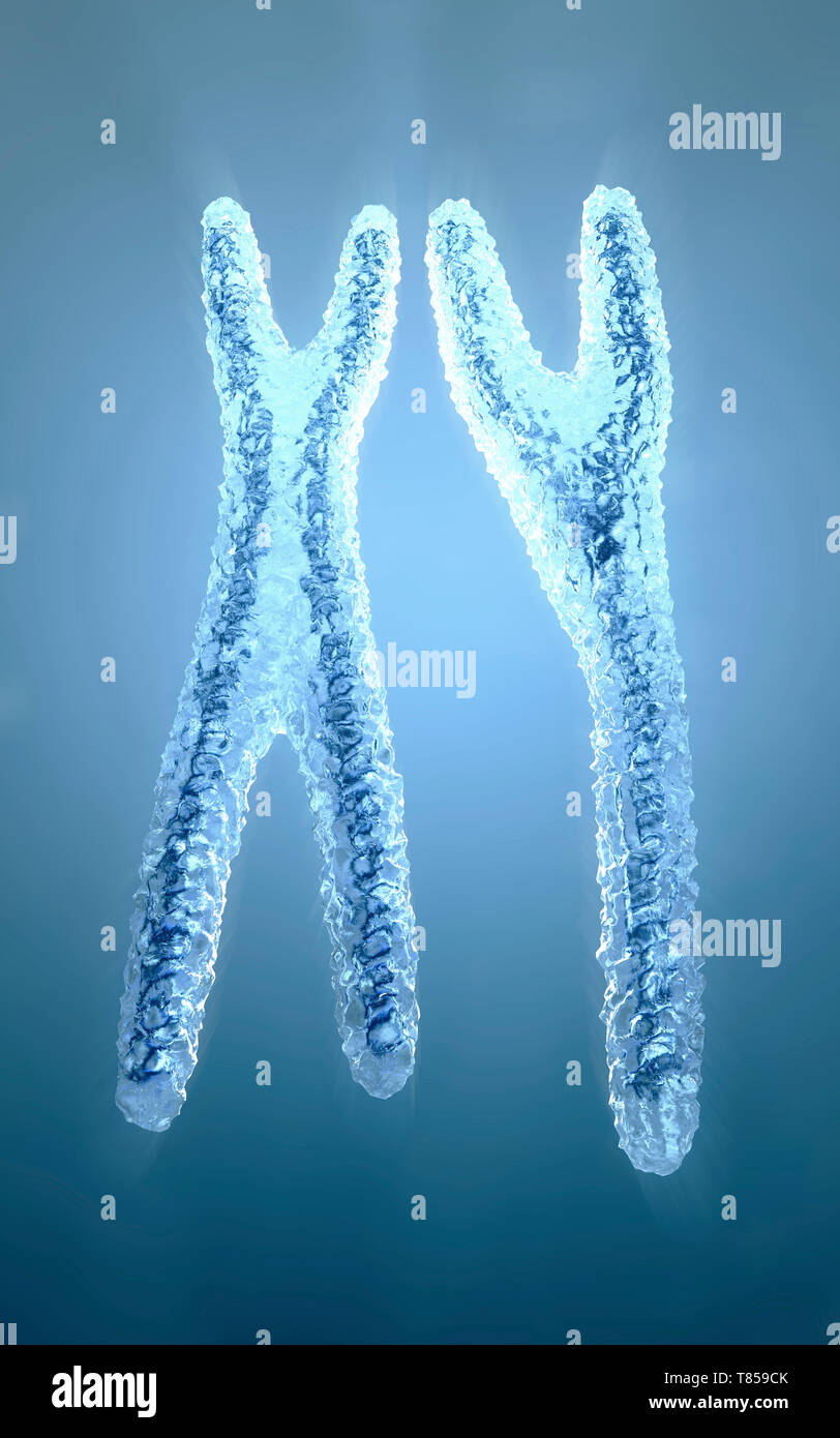 Les chromosomes X et Y, illustration Banque D'Images